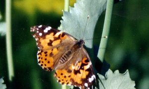 Painted Lady