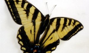 Western Tiger Swallowtail